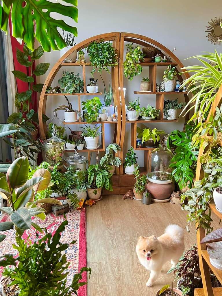 How to create a wall garden indoors?