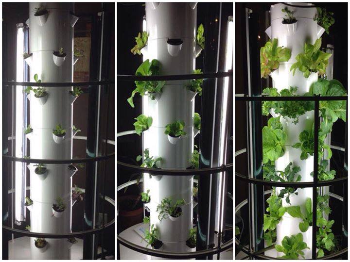 indoor tower garden