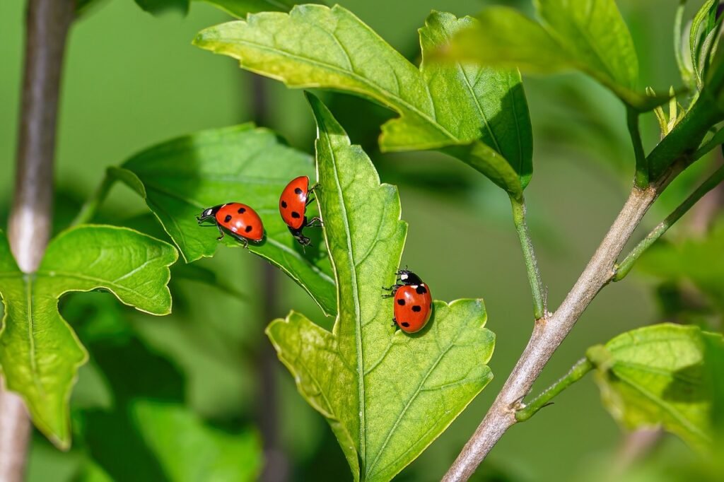 Are Ladybugs good for indoor gardens