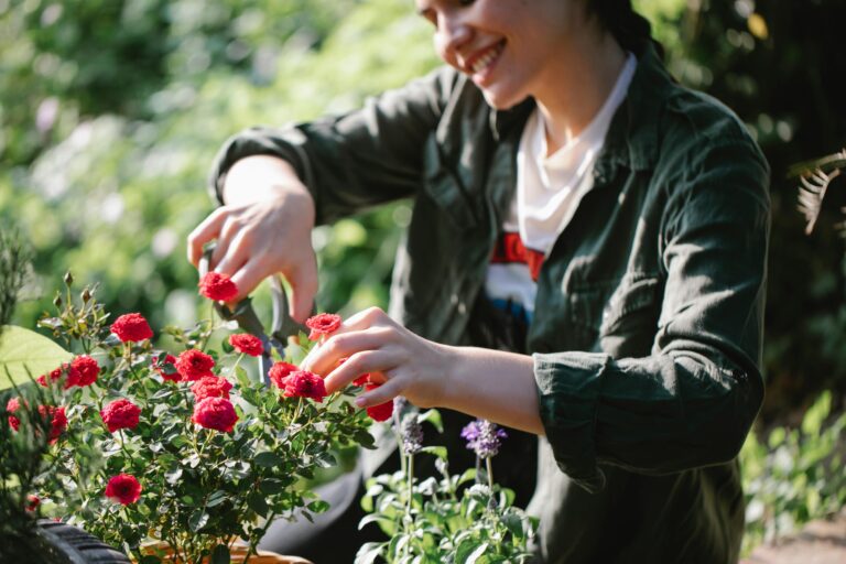 Here is a guide on how to plant and care for roses in a tub: