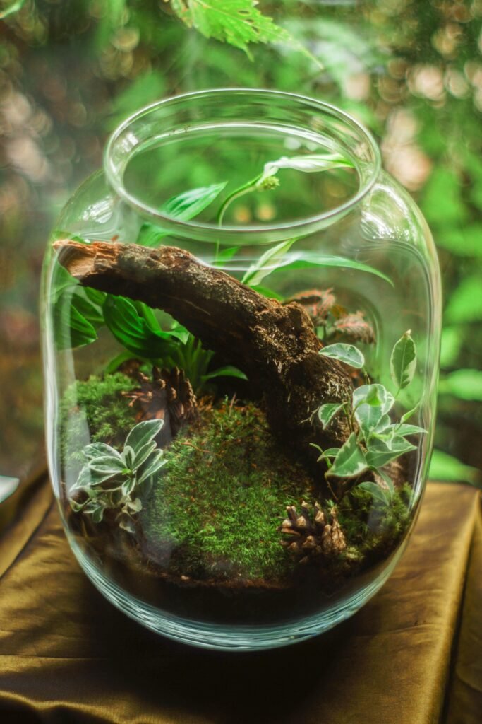 Can Moss grow in indoor gardens?