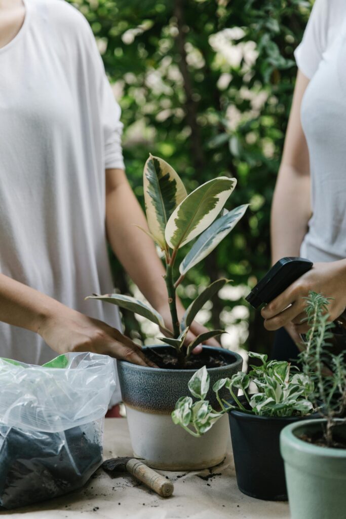 Winter care tips for indoor plants: