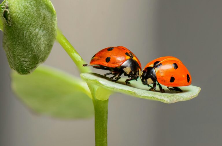 Are Ladybugs good for indoor gardens