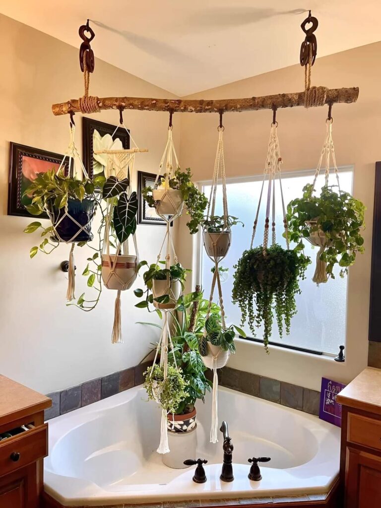 hanging pothos