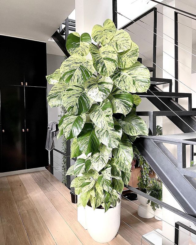 marble queen pothos plant