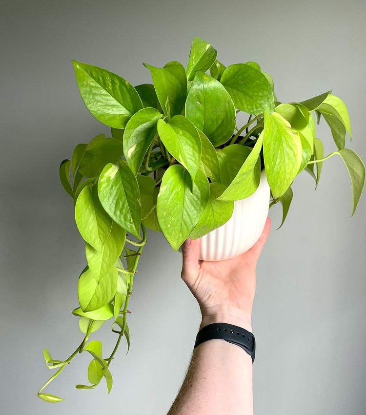 Neon Pothos