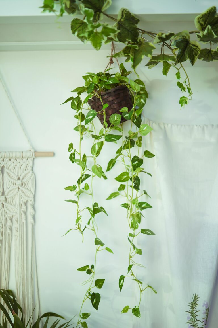 pearls and jade pothos