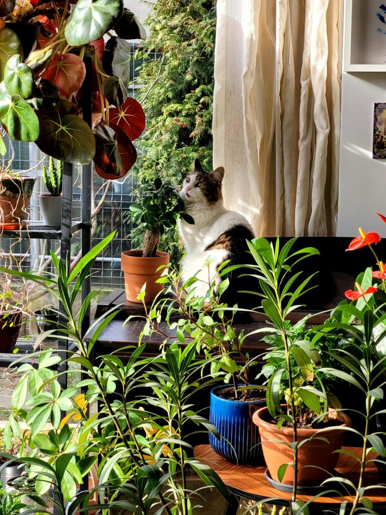 indoor cat garden