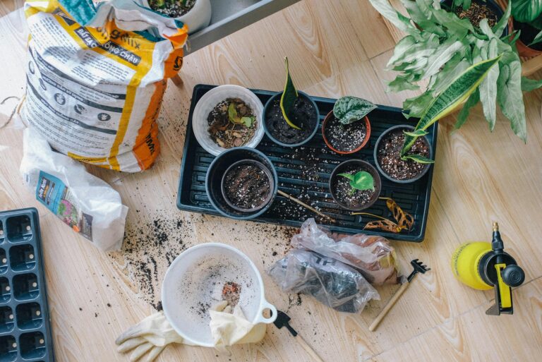 Indoor Rock Garden