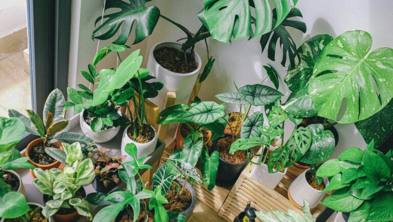 Monstera: The Elegant Indoor Plant