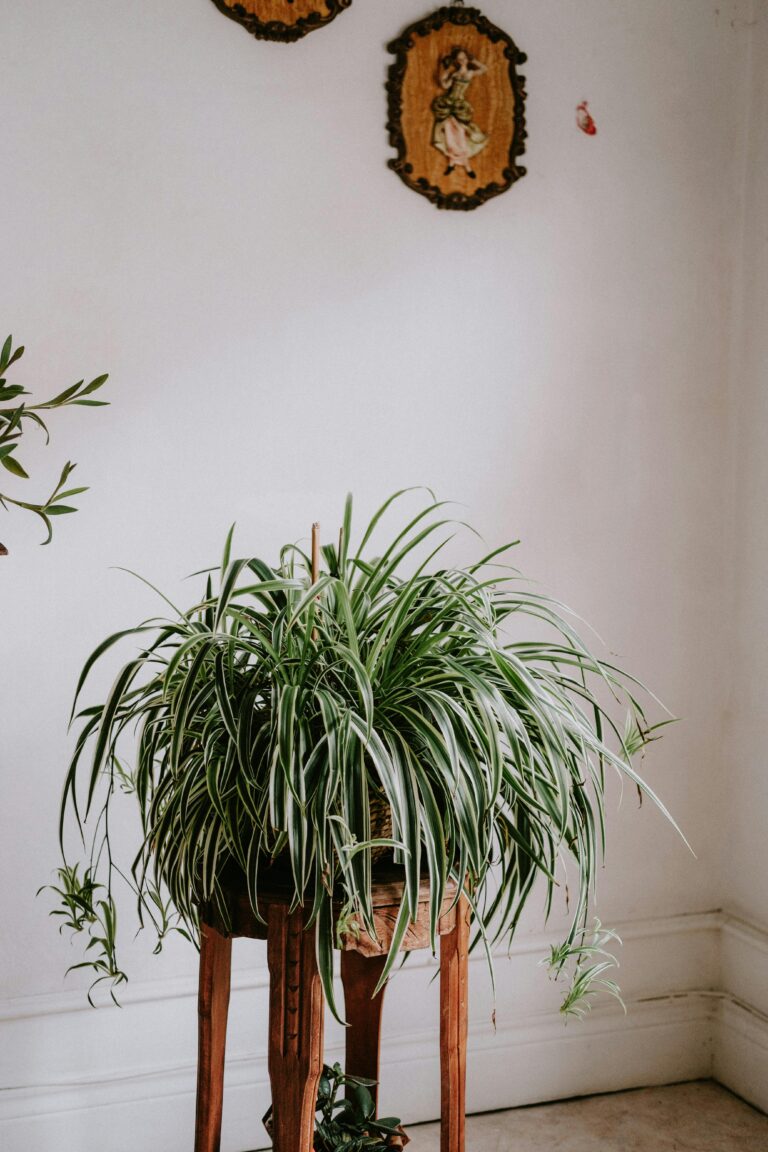 Spider Plants