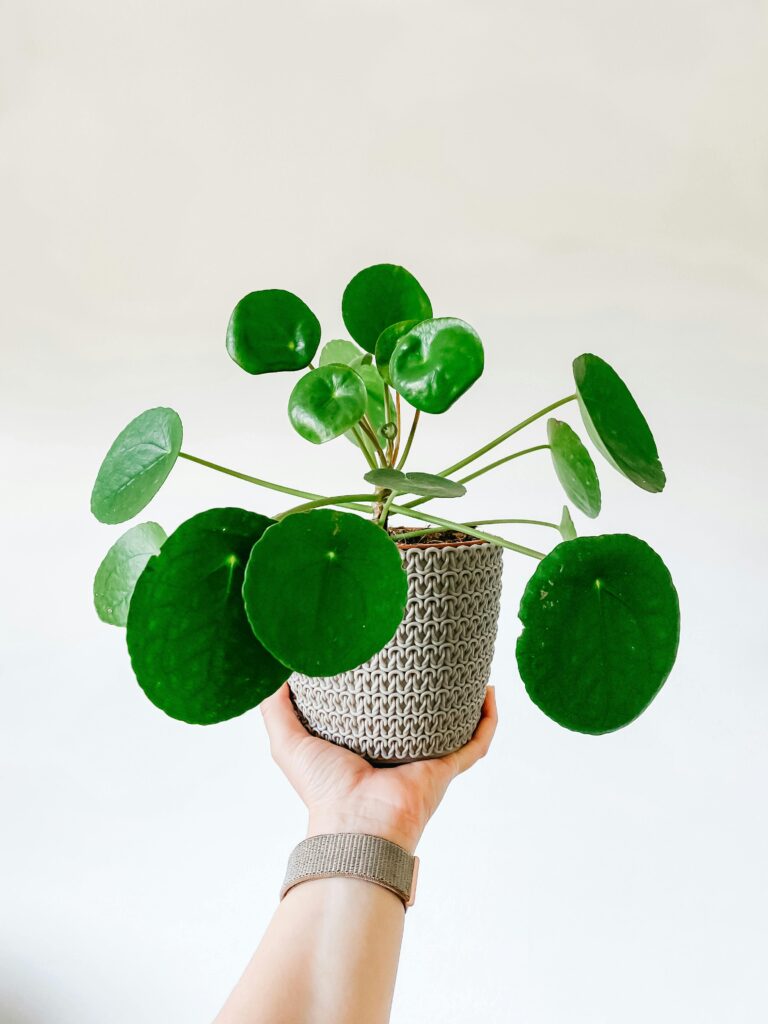 Caring for Your Money Plant