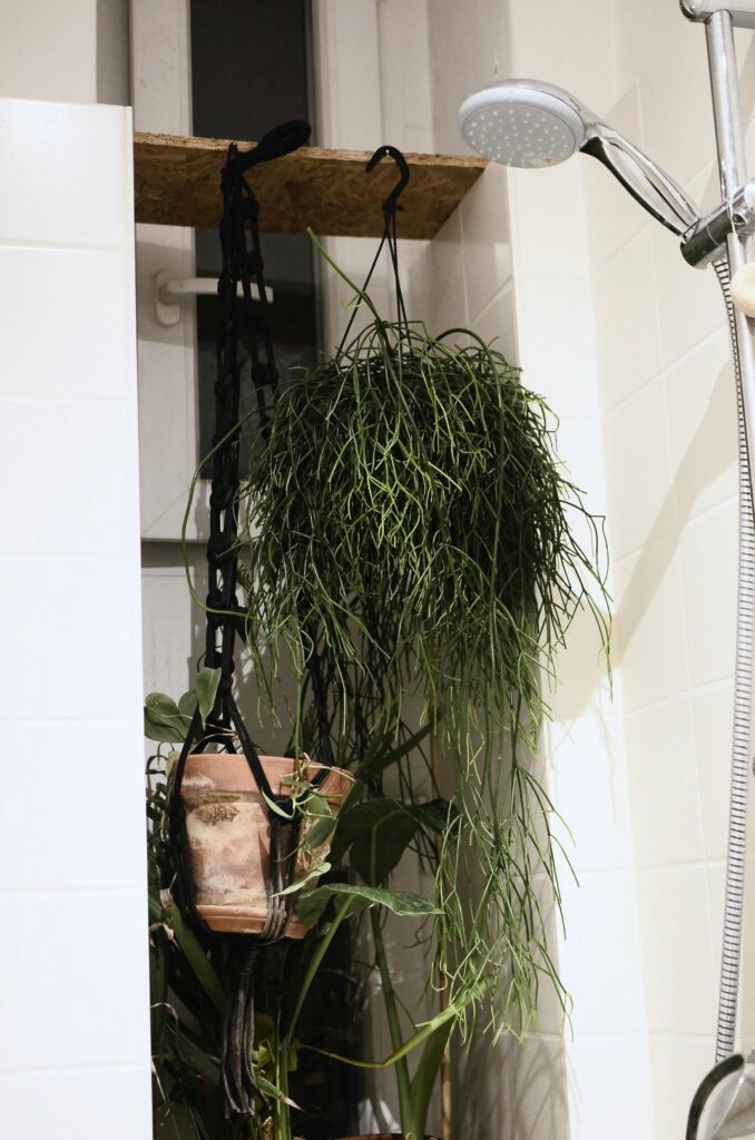 Hanging Plant For Bathroom