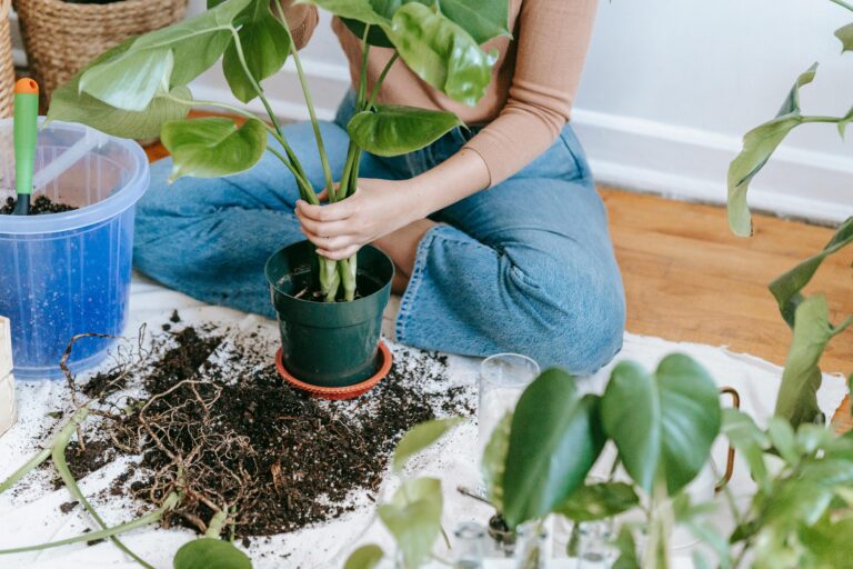 How to grow a indoor winter garden?