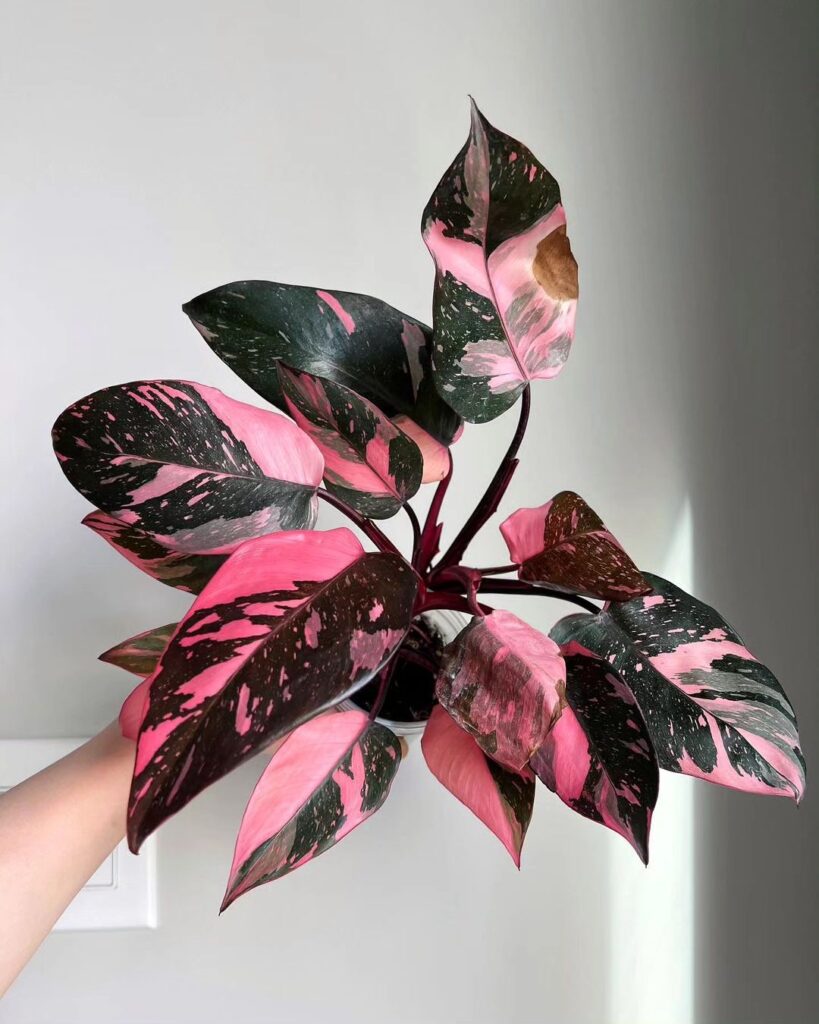 Pink Pothos