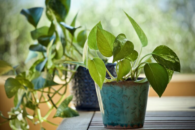 hawaiian pothos