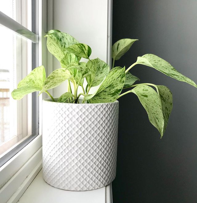 snow queen pothos