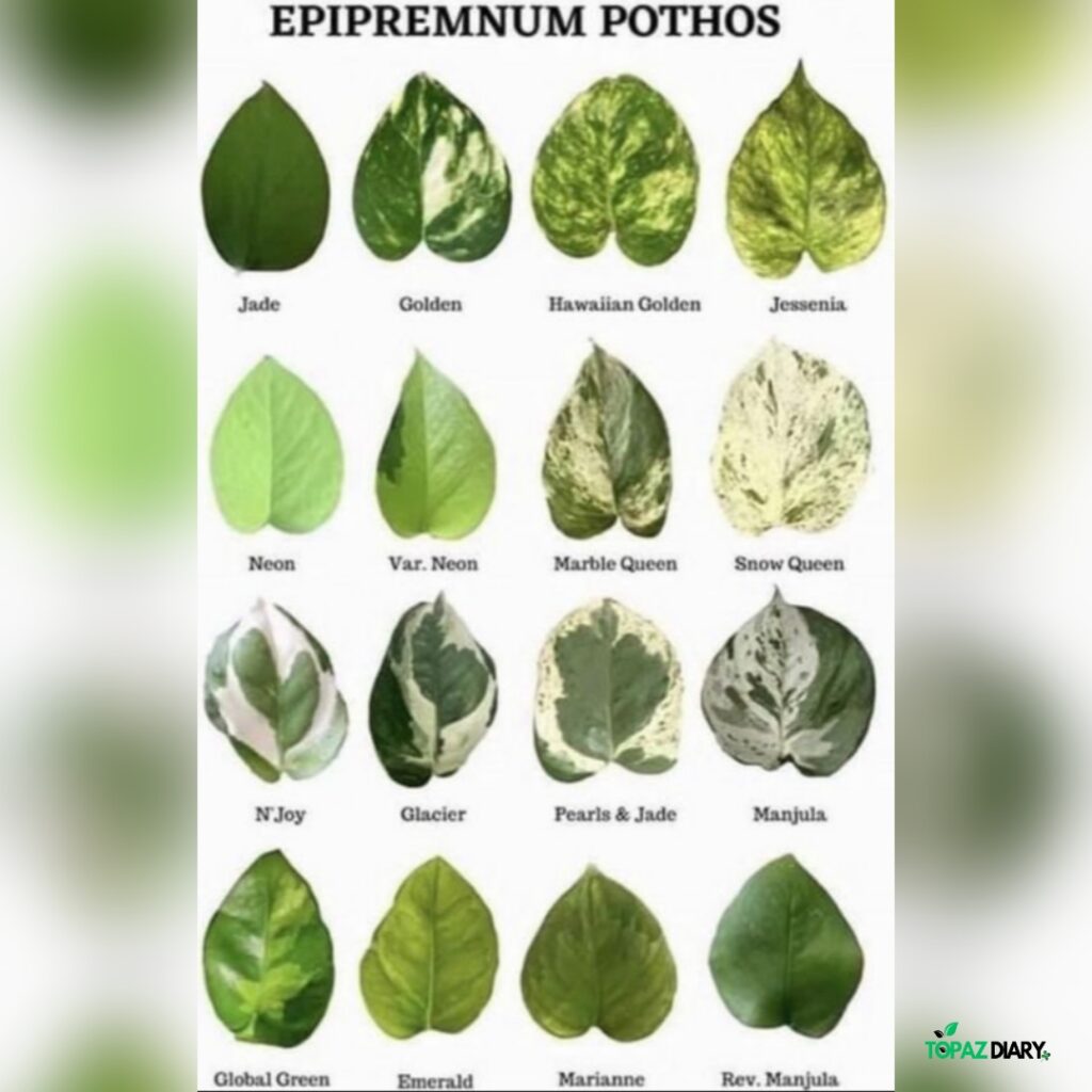 types of pothos plants