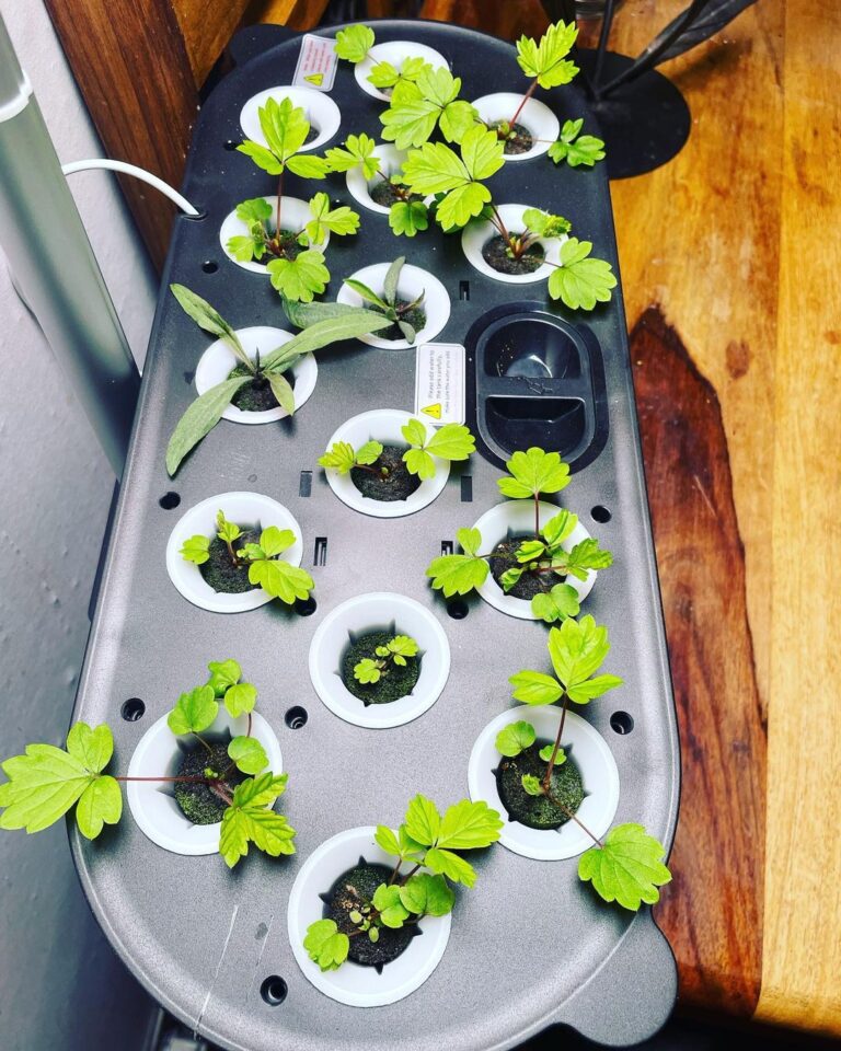 hydroponics kit