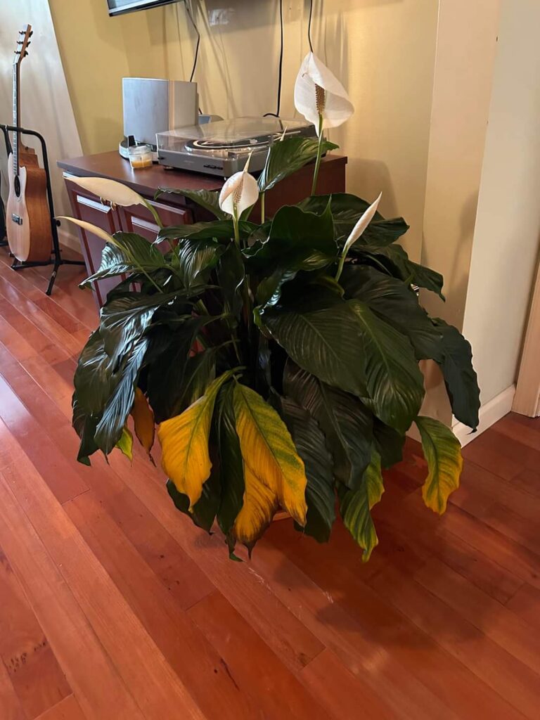 peace lily yellow leaves