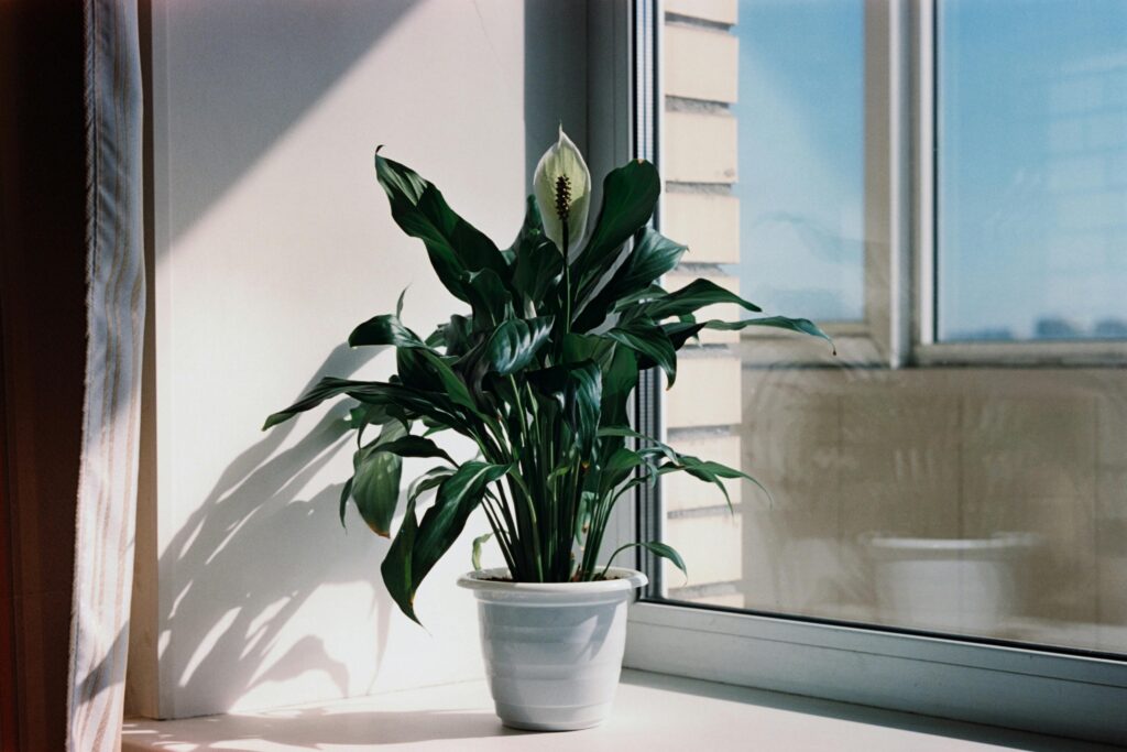 peace lily brown tips