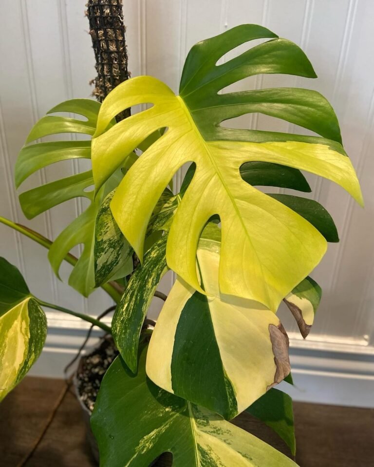 yellow leaves on monstera