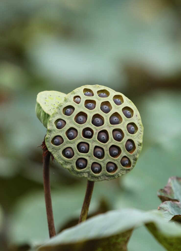 seed pods