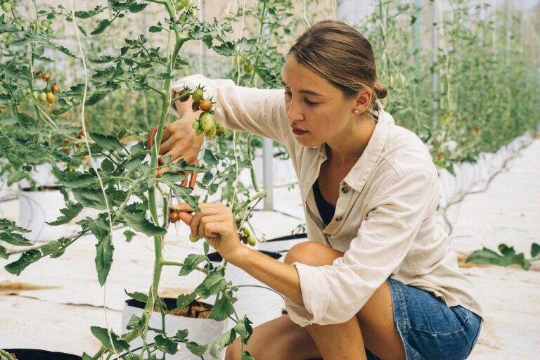 curling leaves on tomato plants