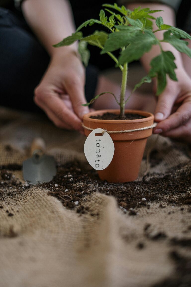 best soil for tomato plants