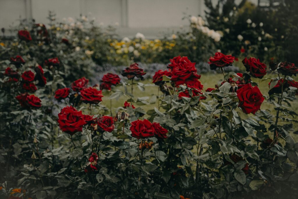 Garden Roses