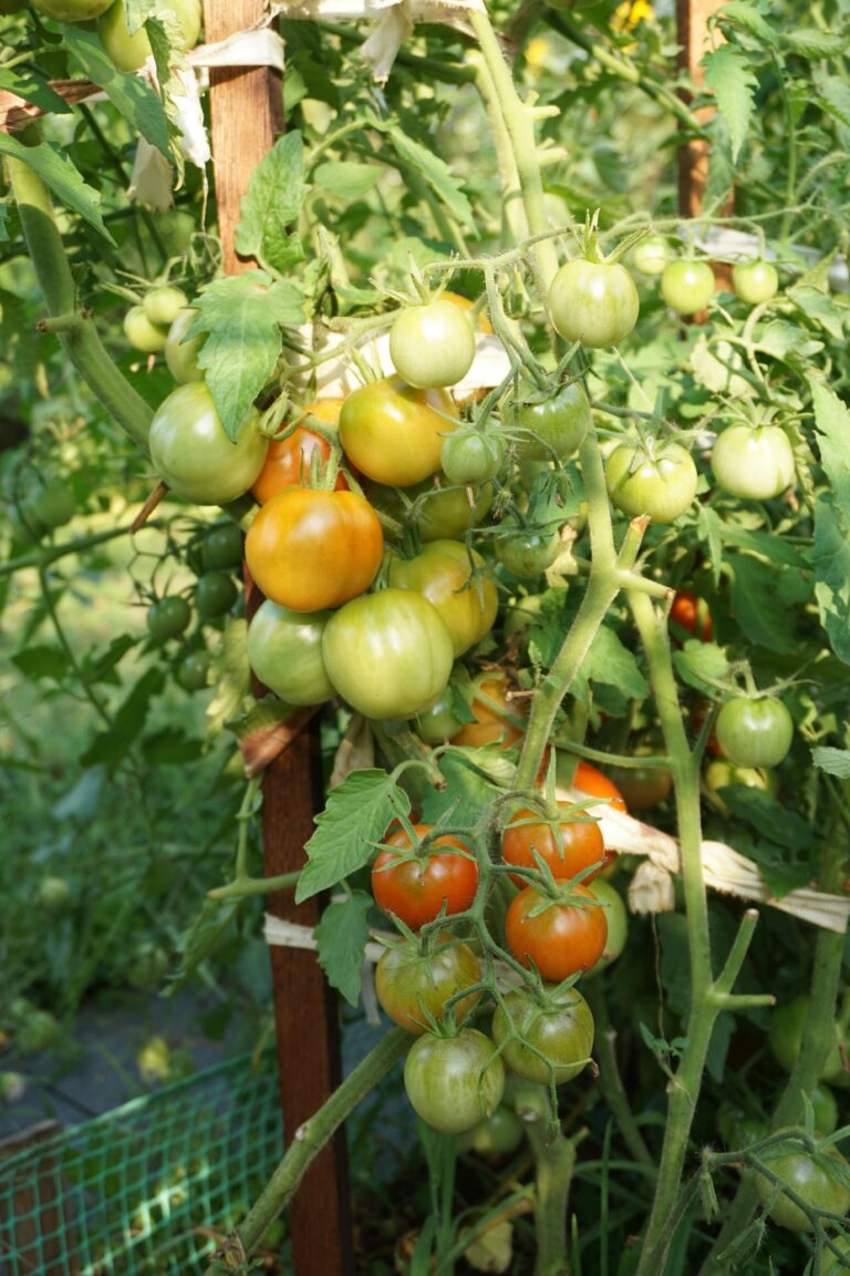 how to grow tomato plants from seeds