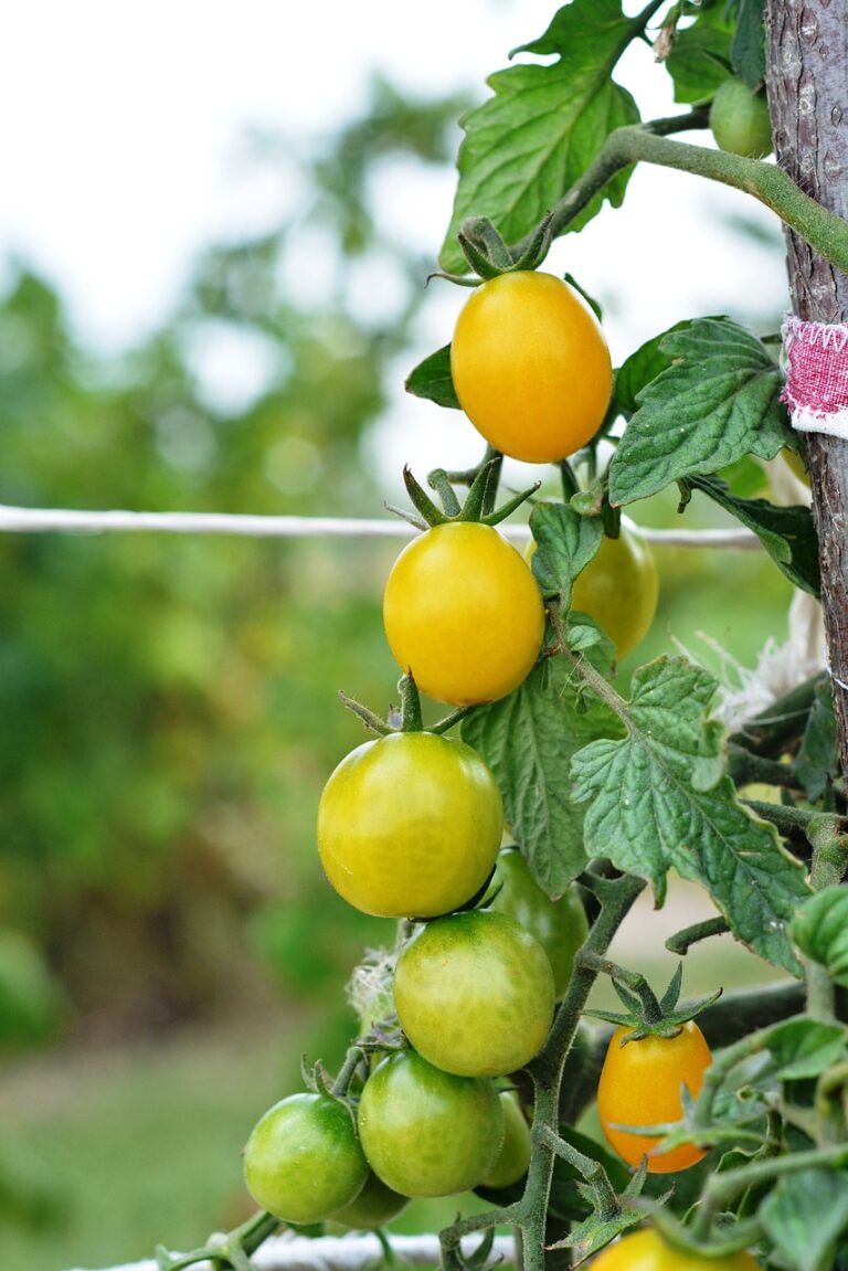 cherry tomato yellow plant