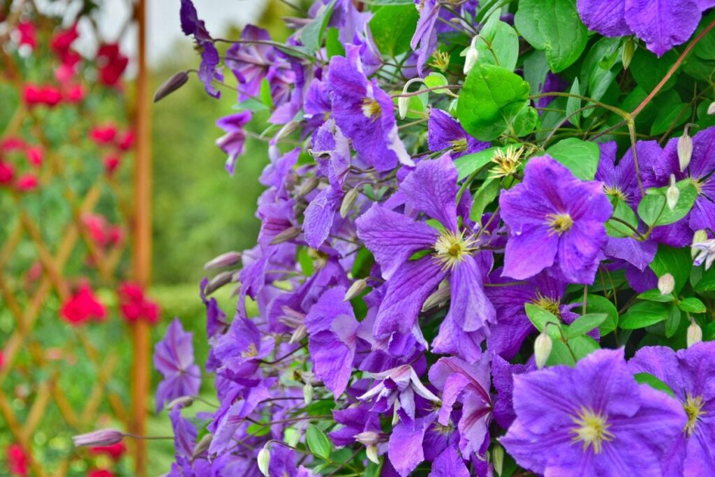 Flowering Vines