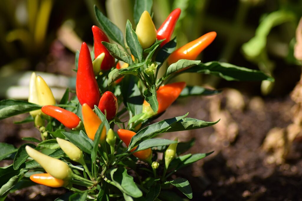 ornamental pepper