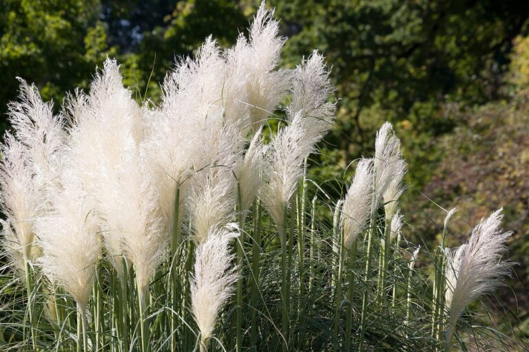 ornamental grass