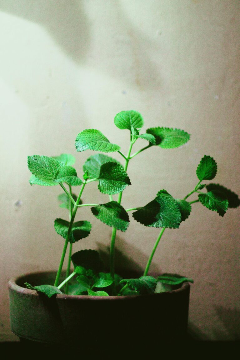 cuban oregano plant