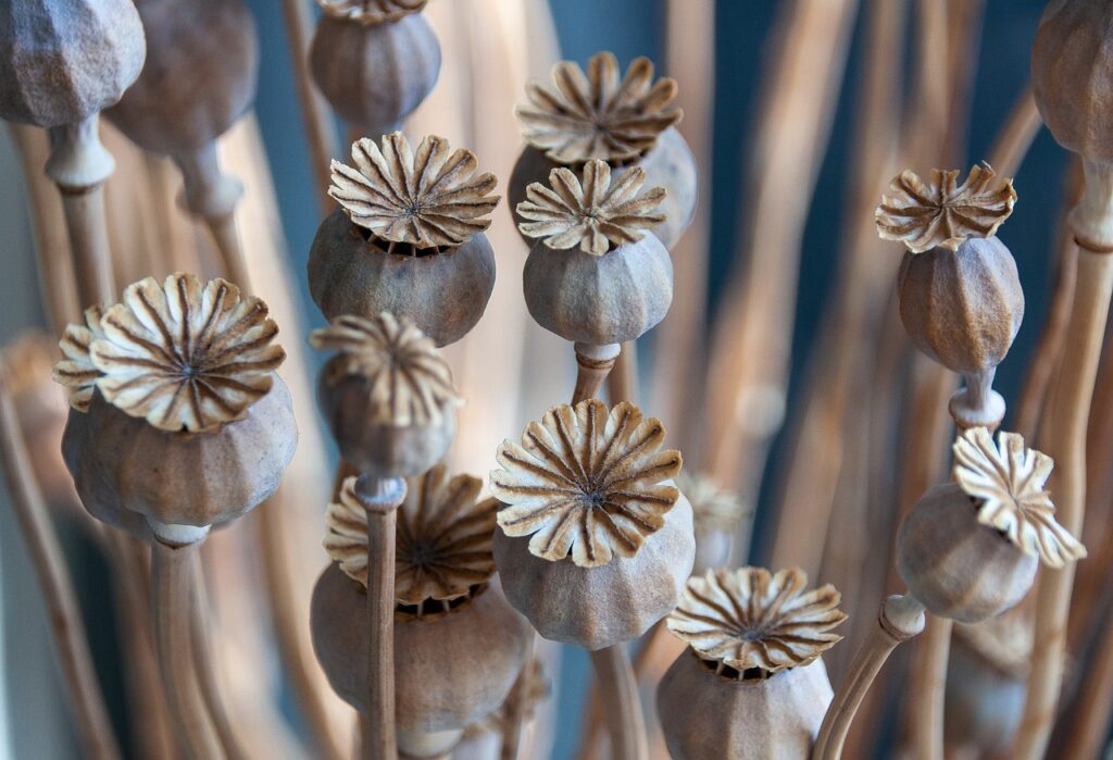 hollyhock seeds