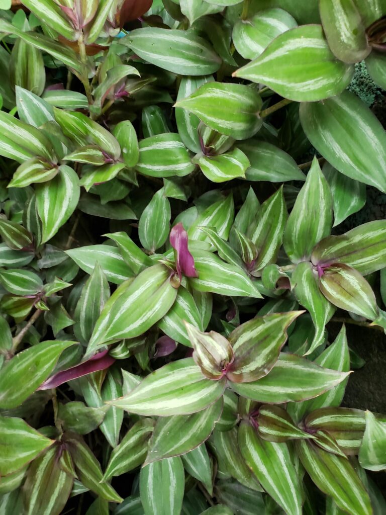 wandering jew plant