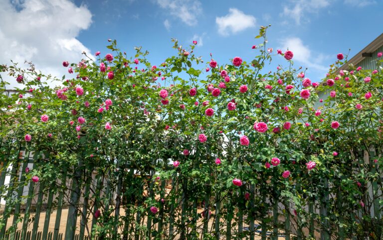 Climbing Roses