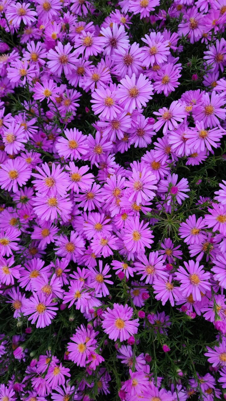 aster flower