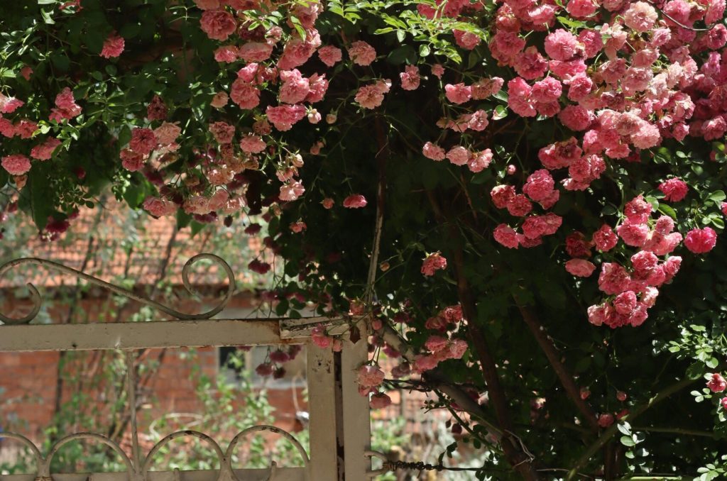 Transform Your Walls with Climbing Roses