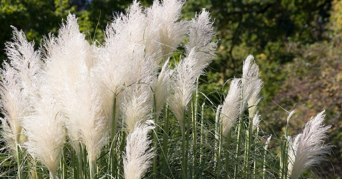 ornamental grass