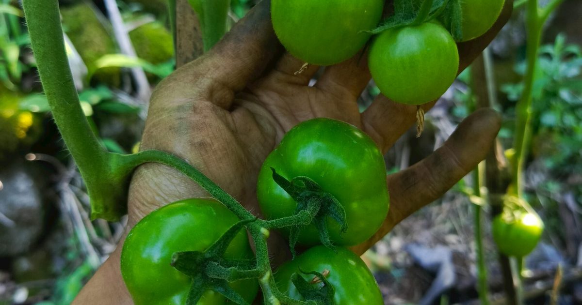 Growing Tomatoes