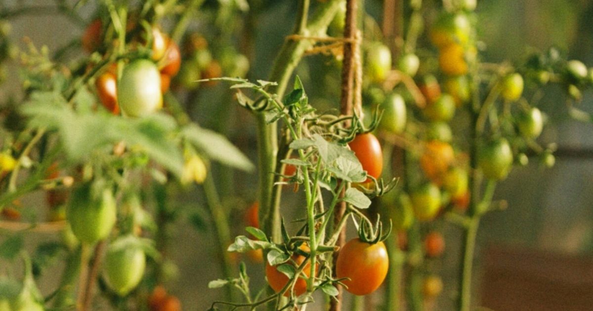 A Complete Guide to Growing Cherry Tomatoes