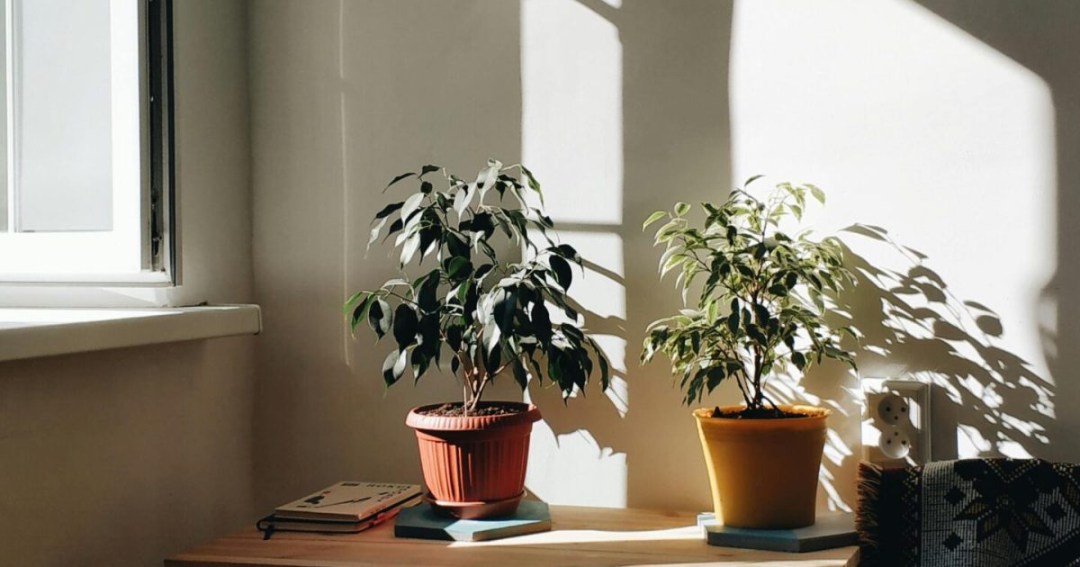 The Ultimate Guide to Sunlight for Plants: From a Gardener with 5 Years of Experience