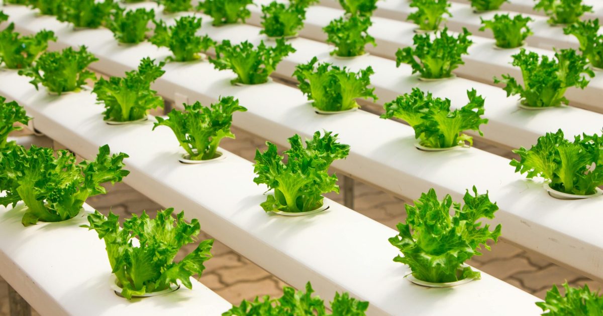 indoor hydroponic growing systems