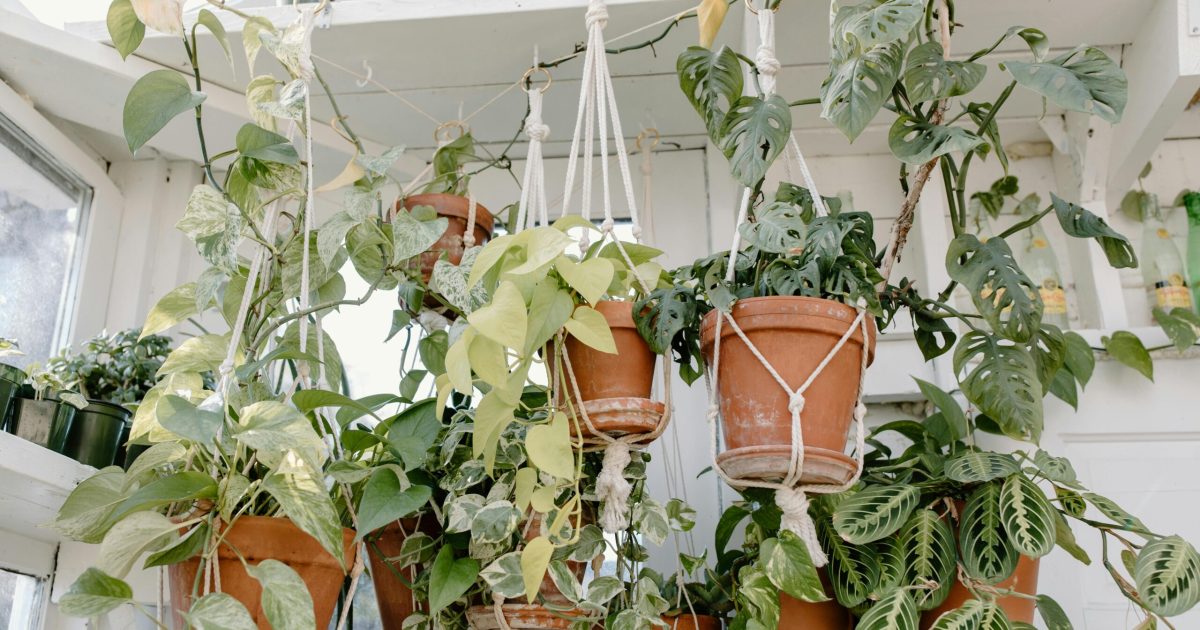 hanging plant