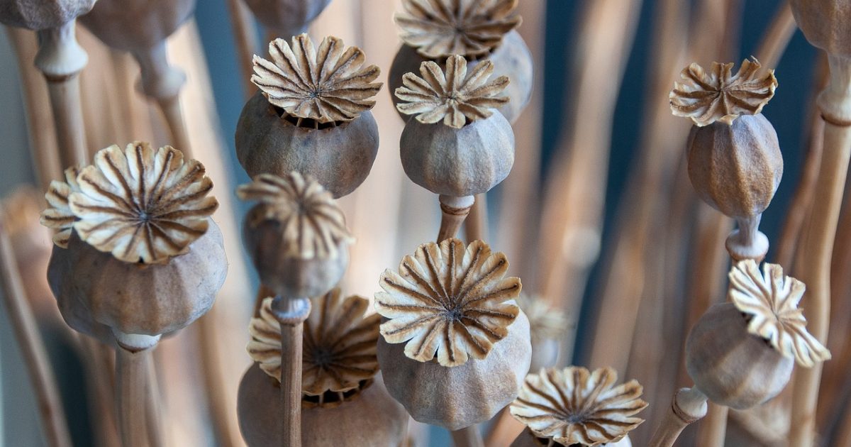 hollyhock seeds