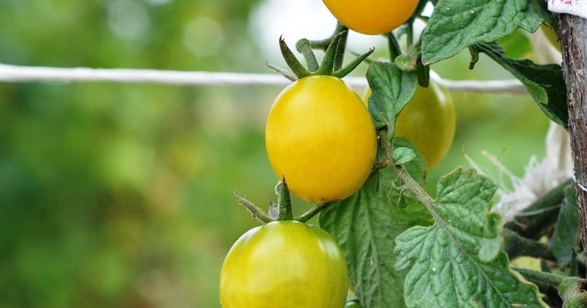 cherry tomato yellow plant